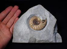 Load image into Gallery viewer, Colourful Asteroceras obtusum display ammonite fossil (55 mm)