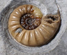 Load image into Gallery viewer, Colourful Asteroceras obtusum display ammonite fossil (55 mm)