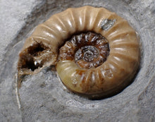Load image into Gallery viewer, Colourful Asteroceras obtusum display ammonite fossil (55 mm)