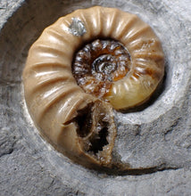 Load image into Gallery viewer, Colourful Asteroceras obtusum display ammonite fossil (55 mm)