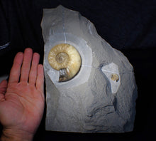 Load image into Gallery viewer, Sculptural yellow Asteroceras obtusum display ammonite fossil (87 mm)