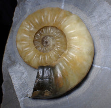 Load image into Gallery viewer, Sculptural yellow Asteroceras obtusum display ammonite fossil (87 mm)