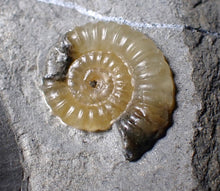 Load image into Gallery viewer, Sculptural yellow Asteroceras obtusum display ammonite fossil (87 mm)