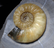 Load image into Gallery viewer, Sculptural yellow Asteroceras obtusum display ammonite fossil (87 mm)