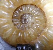 Load image into Gallery viewer, Sculptural yellow Asteroceras obtusum display ammonite fossil (87 mm)