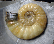 Load image into Gallery viewer, Sculptural yellow Asteroceras obtusum display ammonite fossil (87 mm)