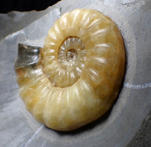 Load image into Gallery viewer, Sculptural yellow Asteroceras obtusum display ammonite fossil (87 mm)