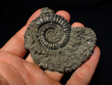 Load image into Gallery viewer, Large Crucilobiceras pyrite ammonite fossil (75 mm)