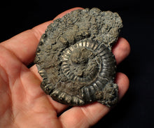 Load image into Gallery viewer, Large Crucilobiceras pyrite ammonite fossil (75 mm)