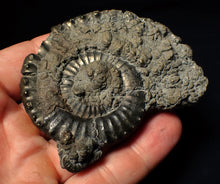 Load image into Gallery viewer, Large Crucilobiceras pyrite ammonite fossil (75 mm)