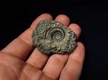 Load image into Gallery viewer, Crucilobiceras pyrite ammonite fossil (50 mm)