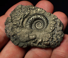 Load image into Gallery viewer, Crucilobiceras pyrite ammonite fossil (50 mm)