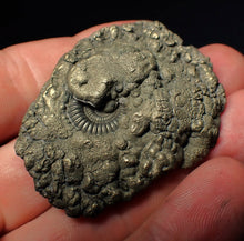 Load image into Gallery viewer, Crucilobiceras pyrite ammonite fossil (50 mm)