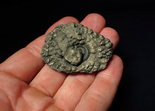 Load image into Gallery viewer, Crucilobiceras pyrite ammonite fossil (50 mm)