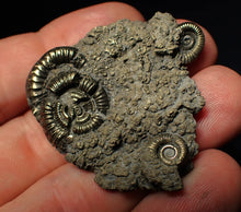 Load image into Gallery viewer, Pyrite multi-ammonite fossil (43 mm)