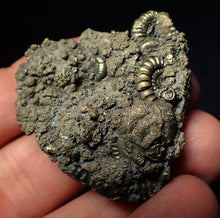 Load image into Gallery viewer, Pyrite multi-ammonite fossil (43 mm)