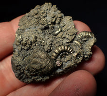 Load image into Gallery viewer, Pyrite multi-ammonite fossil (43 mm)