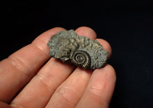 Load image into Gallery viewer, Crucilobiceras pyrite ammonite fossil (42 mm)