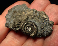 Load image into Gallery viewer, Crucilobiceras pyrite ammonite fossil (42 mm)