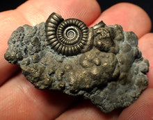 Load image into Gallery viewer, Crucilobiceras pyrite ammonite fossil (42 mm)