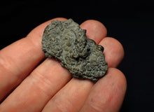Load image into Gallery viewer, Crucilobiceras pyrite ammonite fossil (42 mm)