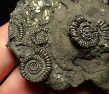 Load image into Gallery viewer, Large pyrite multi-ammonite & bivalve fossil (68 mm)
