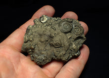 Load image into Gallery viewer, Large pyrite multi-ammonite & bivalve fossil (68 mm)