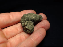 Load image into Gallery viewer, Pyrite multi-ammonite fossil (36 mm)