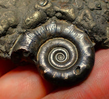 Load image into Gallery viewer, Pyrite Eoderoceras ammonite fossil (70 mm)