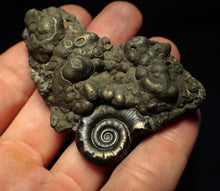 Load image into Gallery viewer, Pyrite Eoderoceras ammonite fossil (70 mm)