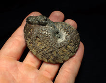 Load image into Gallery viewer, Large Oxynoticeras pyrite ammonite fossil (68 mm)