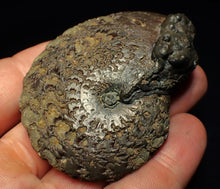 Load image into Gallery viewer, Large Oxynoticeras pyrite ammonite fossil (68 mm)