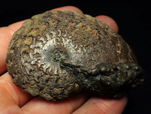 Load image into Gallery viewer, Large Oxynoticeras pyrite ammonite fossil (68 mm)