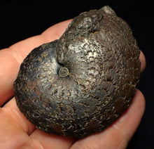 Load image into Gallery viewer, Large Oxynoticeras pyrite ammonite fossil (68 mm)