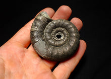 Load image into Gallery viewer, Big pyrite Eoderoceras ammonite fossil (66 mm)