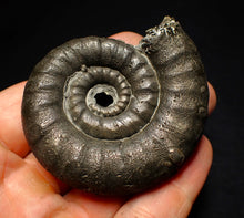Load image into Gallery viewer, Big pyrite Eoderoceras ammonite fossil (66 mm)
