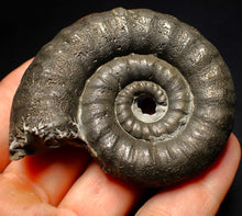 Load image into Gallery viewer, Big pyrite Eoderoceras ammonite fossil (66 mm)
