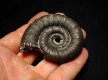 Load image into Gallery viewer, Big pyrite Eoderoceras ammonite fossil (66 mm)