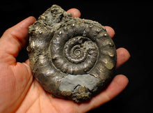 Load image into Gallery viewer, Huge pyrite Eoderoceras ammonite fossil (105 mm)