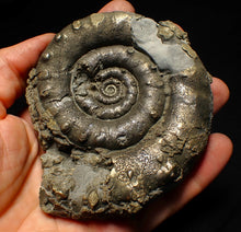 Load image into Gallery viewer, Huge pyrite Eoderoceras ammonite fossil (105 mm)