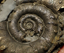 Load image into Gallery viewer, Huge pyrite Eoderoceras ammonite fossil (105 mm)