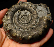 Load image into Gallery viewer, Huge pyrite Eoderoceras ammonite fossil (105 mm)