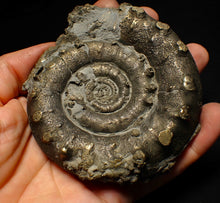 Load image into Gallery viewer, Huge pyrite Eoderoceras ammonite fossil (105 mm)