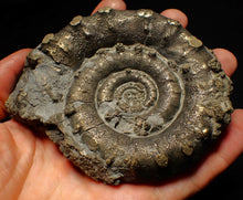 Load image into Gallery viewer, Huge pyrite Eoderoceras ammonite fossil (105 mm)