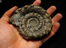 Load image into Gallery viewer, Huge pyrite Eoderoceras ammonite fossil (105 mm)