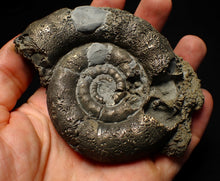 Load image into Gallery viewer, Big pyrite Eoderoceras ammonite fossil (100 mm)