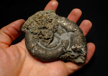 Load image into Gallery viewer, Big pyrite Eoderoceras ammonite fossil (100 mm)