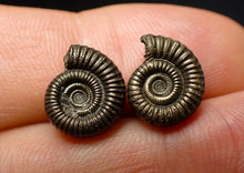 Load image into Gallery viewer, Matched pair of Crucilobiceras pyrite ammonite fossil (13 mm)