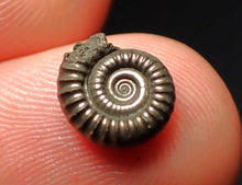 Load image into Gallery viewer, Crucilobiceras pyrite ammonite fossil (10 mm)