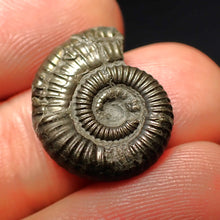 Load image into Gallery viewer, Crucilobiceras pyrite ammonite fossil (20 mm)
